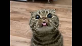 Funny Cats ,shorts 🐱🥰