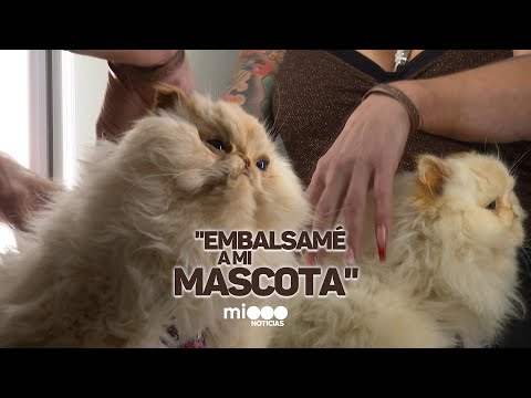 MI MASCOTA PARA SIEMPRE: el amor que trasciende la vida - Telefe Noticias