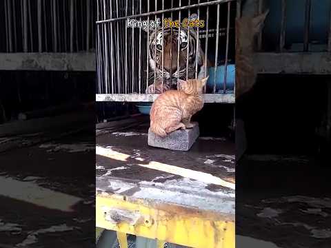 King of the Cats