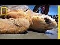 Sea Turtle Conservation and Rehabilitation