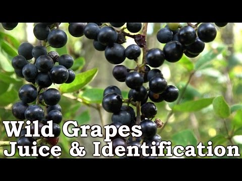 WILD GRAPE JUICE - Identification (Look Alikes) & Processing