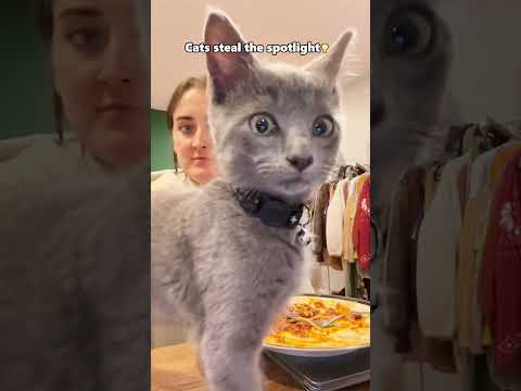 Cat stole the show again!🐾🎥#funny #crazz #funnyanimal #foryou #pets #cat