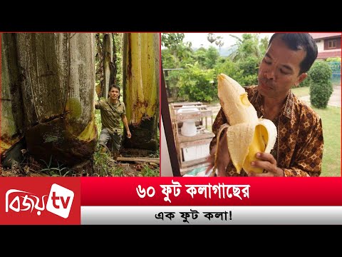 ৬০ ফুট কলাগাছের এক ফুট কলা!  Bijoy TV