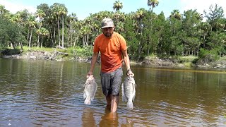 Pesca Y Cocina De Bagres Y Mega Tilapias