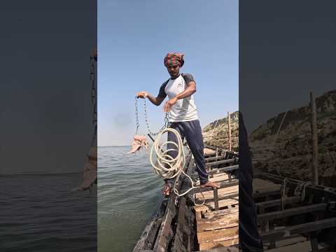Tempting Chicken Bait for Giant Fish Catching in River #fishing #fishinglife