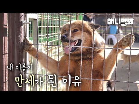 내가 뜬장에 만세를 했던 이유는..ㅣThe reason why I raised my arms on the cage is...