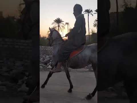 المعلم اشرف عبد الراضي تعلم الفرس 🐎 الرهوان