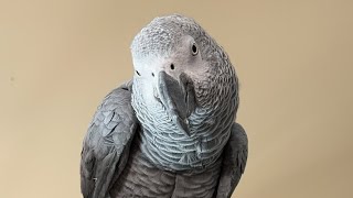 Birds Don’t Walk… They Go Live