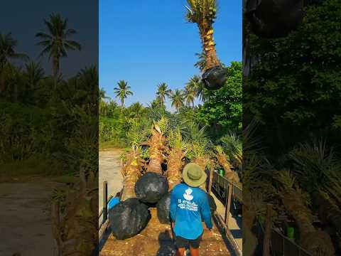 pohon kelapa pandan wangi#petanikelapa #shortvideo