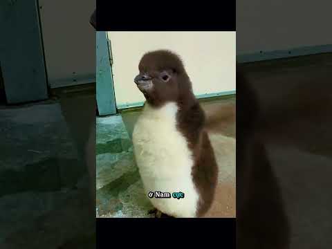 Khi gặp chim cánh cụt, tuyệt đối đừng chạm vào #shorts  #dongvat #animals