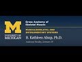 Muscle Anatomy and Function Assessment