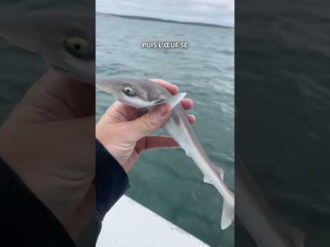 Les requins ๐ฆ