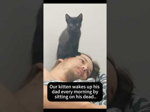 고양이가 주인을 깨우다🤣🐱 #고양이