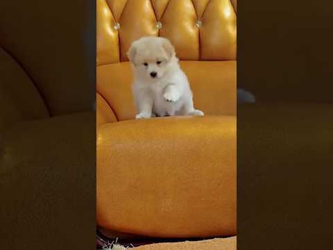 "삐졌네 삐졌어!" 소파 밑으로 내려가고 싶은 아기 댕댕이 🐾❤️ #shorts #cute #animals #아기댕댕이 #아기강아지 #pets