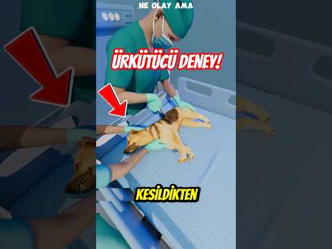 Köpeklerle Yapılan Ürkütücü Deney! 😨