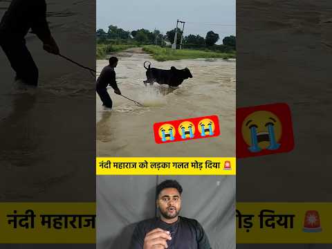 नंदी महाराज को लड़का गलत मोड़ दिया 🚨 #shorts #nandi #nandimaharaj #bull #flood #viralshorts #facts