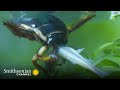 Great Diving Beetle Facts and Challenges