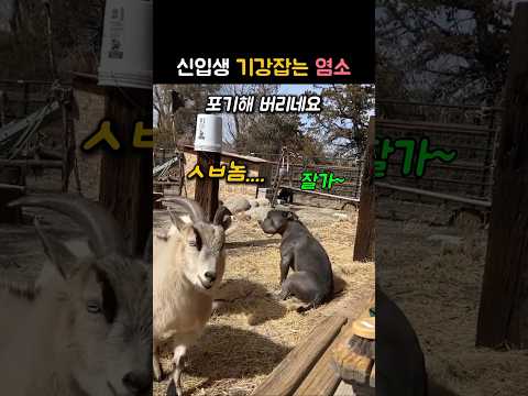 신입 댕댕이 기강잡는 염소