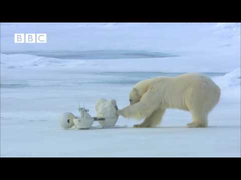 BBC 冰上間諜看北極熊（附中文字幕可選） - YouTube