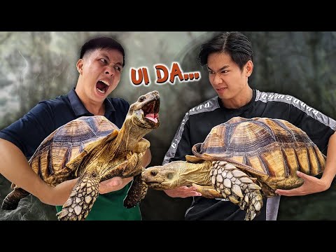 Quang BM | Mua Loài Rùa Khổng Lồ 🐢 | Catching Giant  Turtles