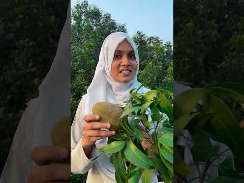 নিরাপদ খাদ্য উৎপাদনের প্রাকৃতিক উপায়! প্রাকৃতিক কীটনাশক, মেহগনির বীজ!