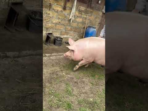 Булочка ніяк не хоче йти #villagelife #pig #diy #farm #animals #farming #animal #village