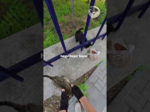 Küçük kedy yola atlıyacak #scootervlog