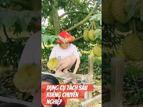 Dụng Cụ Tách Sầu Riêng Chuyên Nghiệp #garden#shortvideo#farming#amazingfarmer#durian