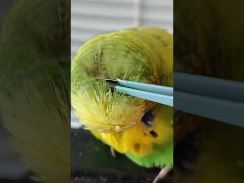 Pinfeathers