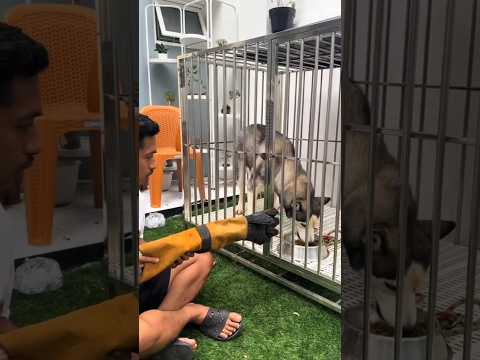 Husky Fight 😱 (@lecreerus)