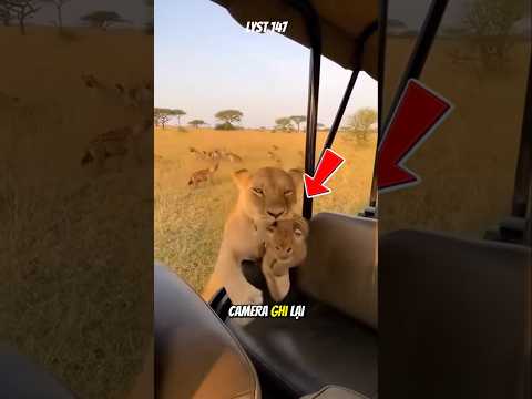 Khó tin cảnh Sư Tử mẹ đặt con lên xe tham quan để tránh bầy Linh Cẩu. #dongvat