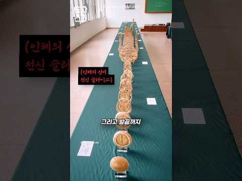 인체 전신을 단면화한 이유