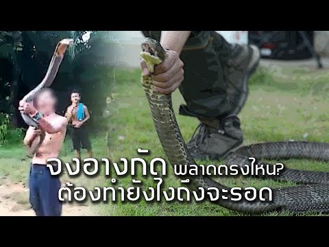 จงอางกัดหมองู พลาดตรงไหน? ทำอย่างไรถึงจะรอด