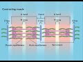 Muscle Contraction Mechanisms