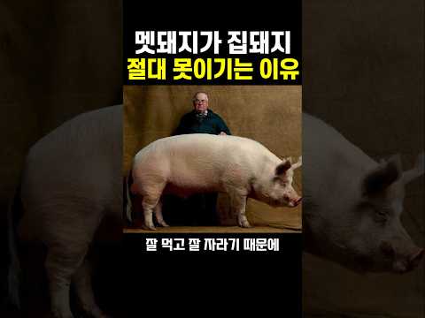 의외로 야성의 멧돼지가 집돼지에게 상대가 안되는 이유