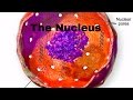 Exploring the Components and Functions of the Nucleus