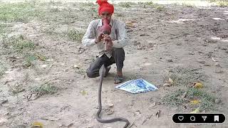 देखिए सपेरा के साथ कैसे लड़ रही है नागिन, बीन धुन पर। Pardesi Pardesi Jana Nahi | Raja Hindustani।