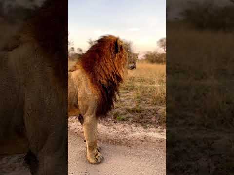Lion hunt giraffe