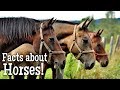 Horse Facts Quiz