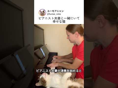 ピアニスト夫妻と一緒にいて幸せな猫