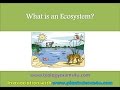 Ecosystem Components and Functions