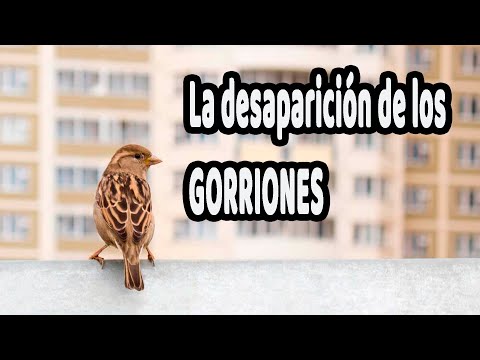 ¿Por qué los gorriones están desapareciendo de las ciudades?