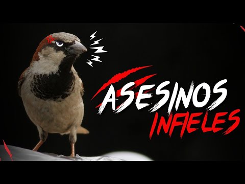 GORRIONES ASESINOS E INFIELES: ¡DESCUBRE SU OSCURO SECRETO!!