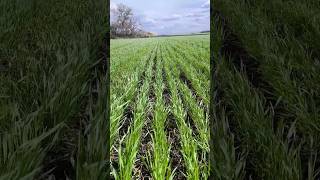 Стан пшениці після борони