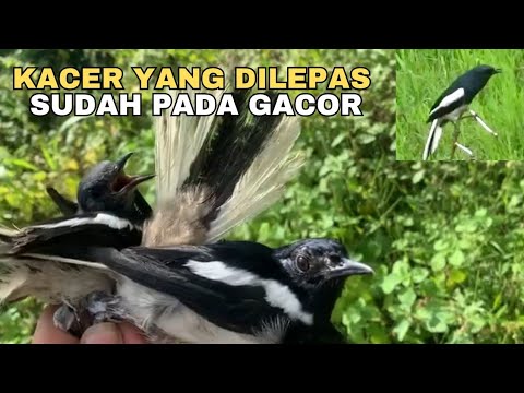 TERNYATA DI ALAM LEBIH CEPAT GACOR DARIPADA DI RAWAT