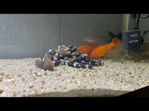 100匹の天然シジミを金魚水槽にぶち込むと・・・