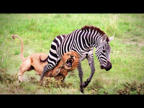 Ambushed By A Pride Of Lions, The Zebra Made A Spectacular 'Turn' But The Ending Was 'Shocking'