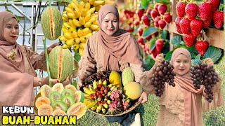 Panen buah segar | Bikin es kulkul