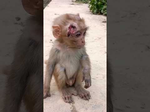 ? घायल मंकी बैवी #shorts #shortsfeed