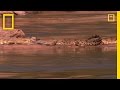 Malawi and the Nile Crocodile: Challenges and Solutions